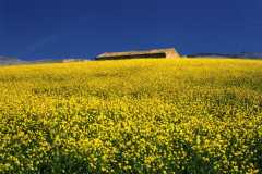 Sicilian-spring-colors-ph.C.Grillo